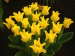 [Yellow Crown 2006_0103Image0032.JPG]